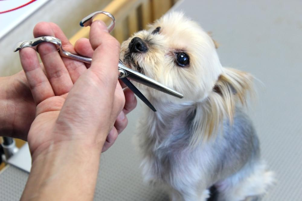 寝そべる犬